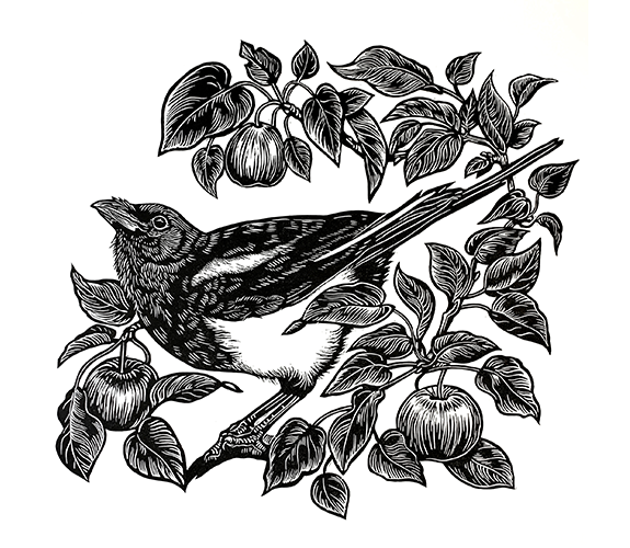 Magpie in the Pear Tree - Kathy Anderson